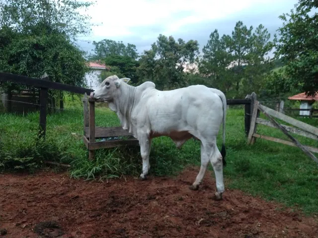 Tourinho Nelore Mocho