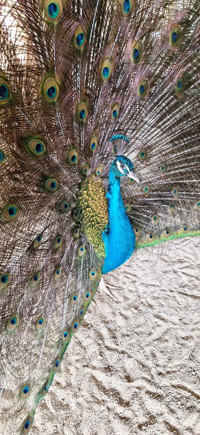 Aves ornamentais 