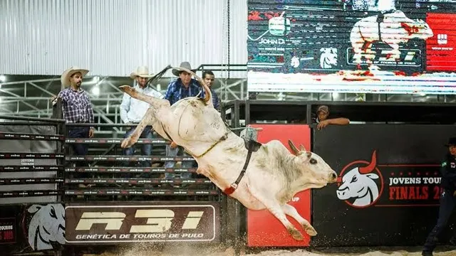 Procuramos parceiros para produção de touros de rodeio