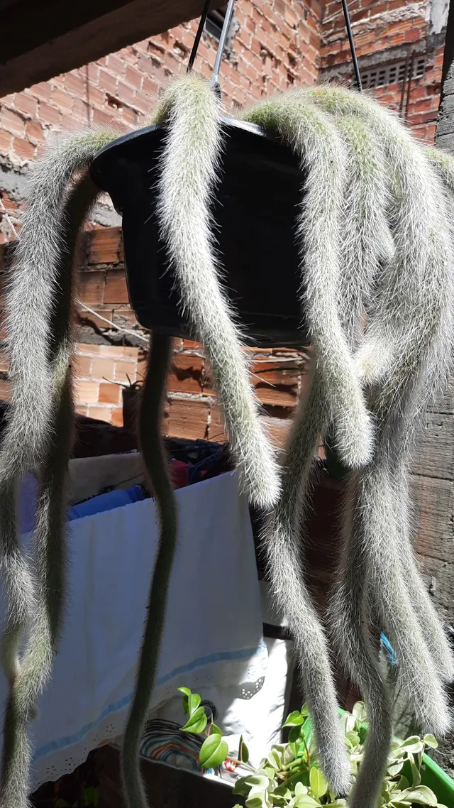 CACTOS RABO DE MACACO 
