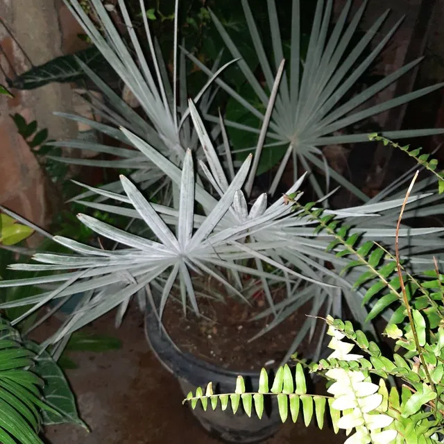PALMEIRA ? AZUL