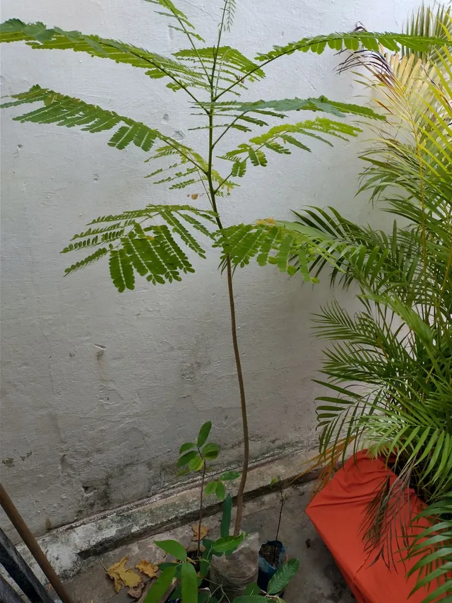 Muda de framboiant 1.5 metro flor laranja 