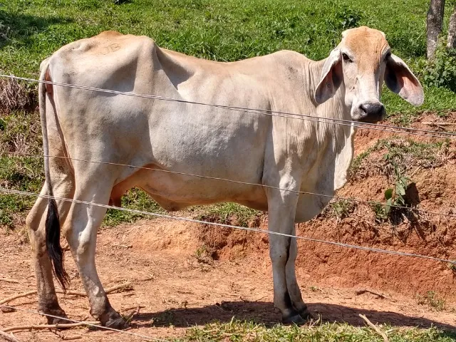 4 vacas e um casal de bezerros