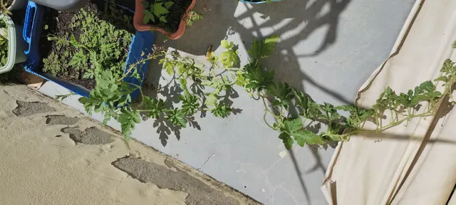 Mudas de Frutíferas 
