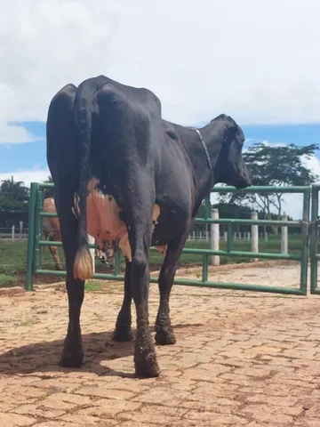 vacas leiteiras