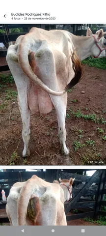 Vaca leiteira Jersey 