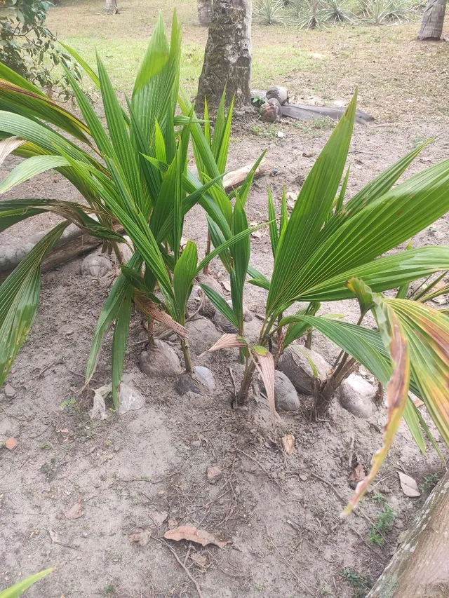 3 Muda de coco