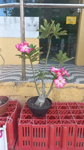 ROSAS DO DESERTO - 50,00 CADA