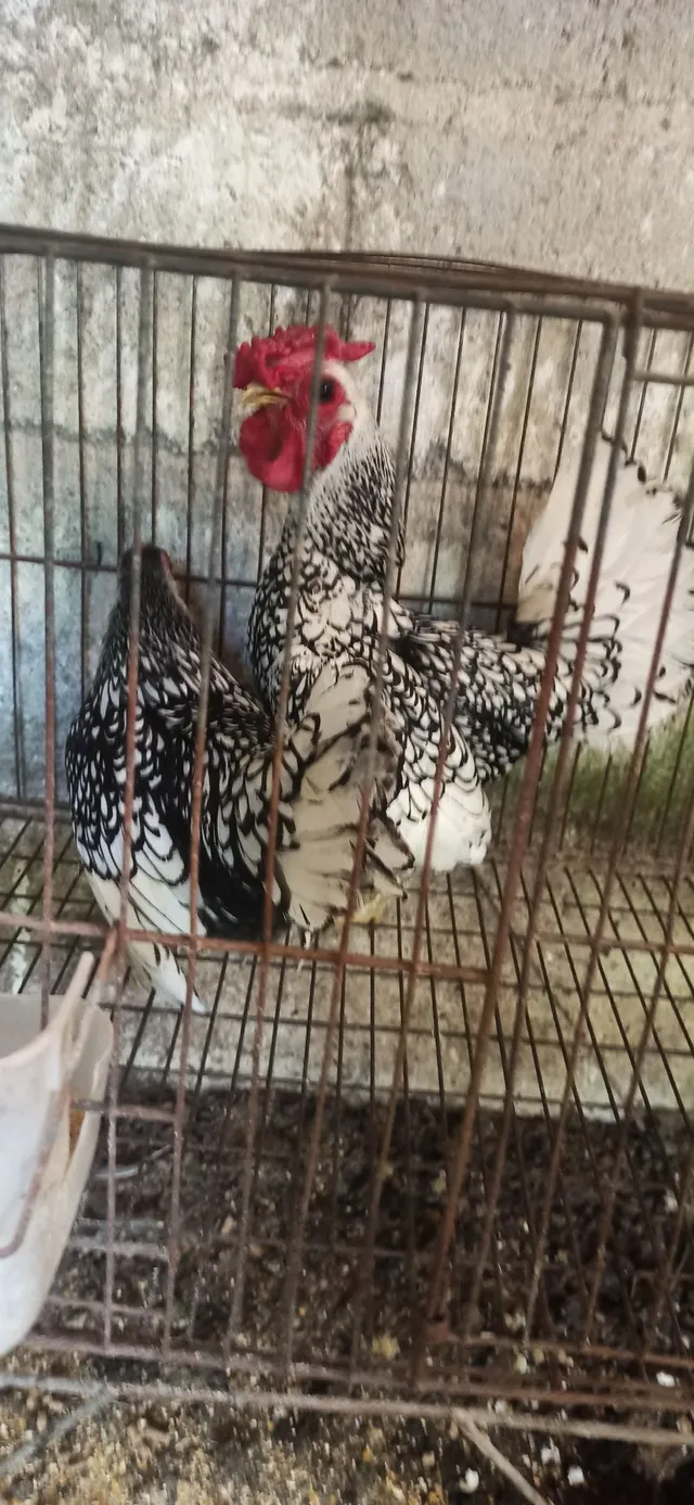 Casal Sebright Prata 
