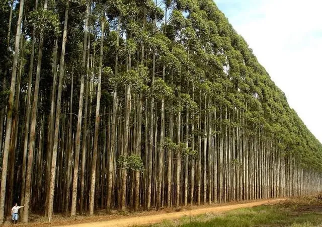 Vende-se Lenha em São Miguel do Araguaia