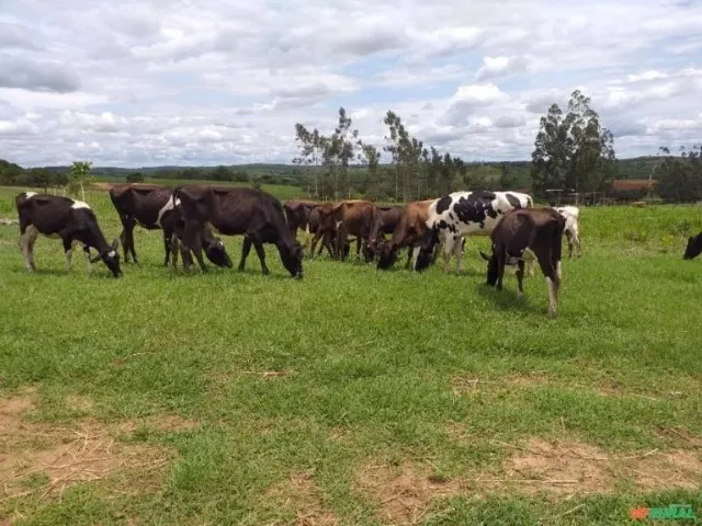 Vendo gado leiteiro Jersey e Jersolando