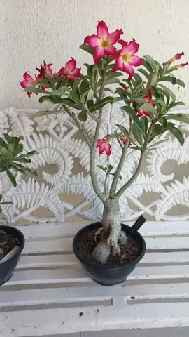 ROSAS DO DESERTO - 65,00 CADA