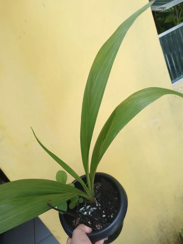 3 plantas por 25reais