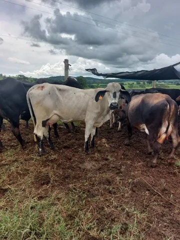 vacas leiteiras