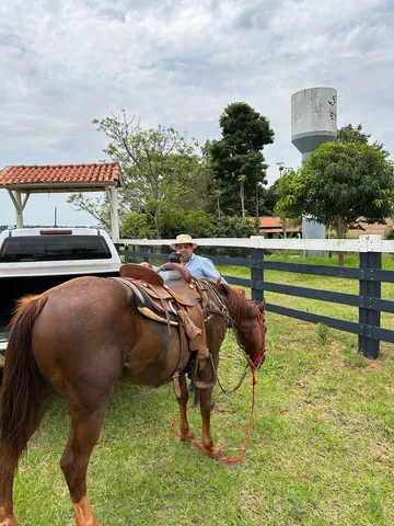 Cavalo quarto de Milha, meio-sangue com documento