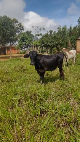 Bezerra procedência leiteira