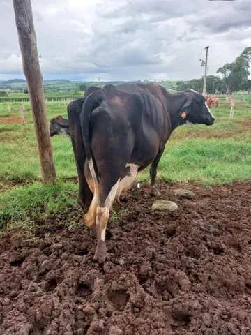 vacas leiteiras
