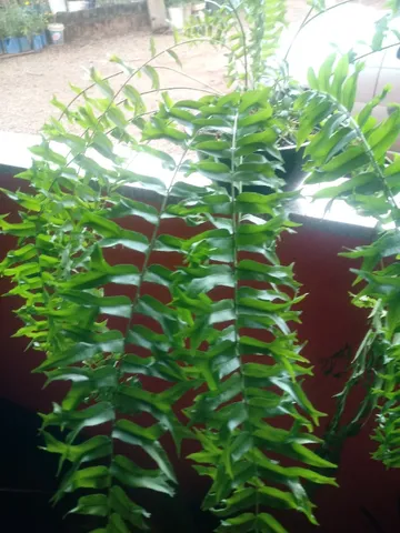Samambaias
