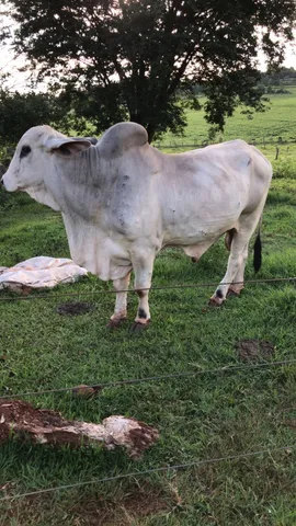 Touro tabapuã