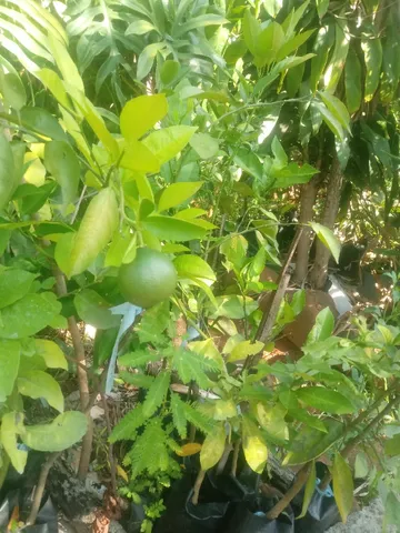 Mudas de frutiferas 