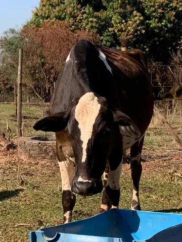 Vaca 