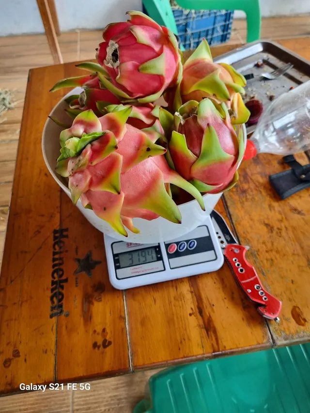 Pitaya 