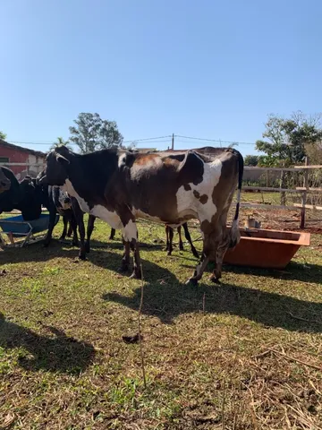 Vaca com bezerro