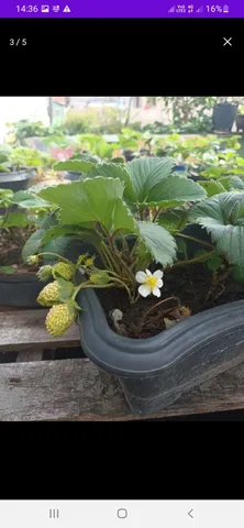 Muda de pé de morango pé de tangerina ir pé de ameixa pé de manga e outras plantas