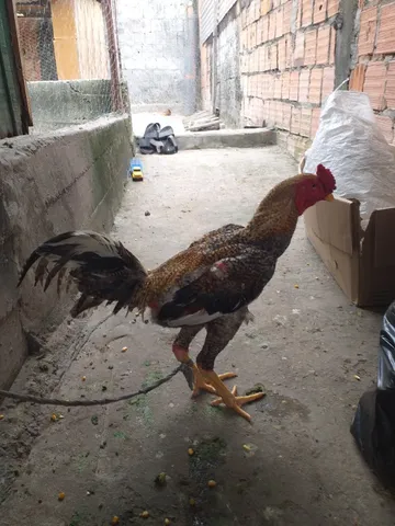 Galo