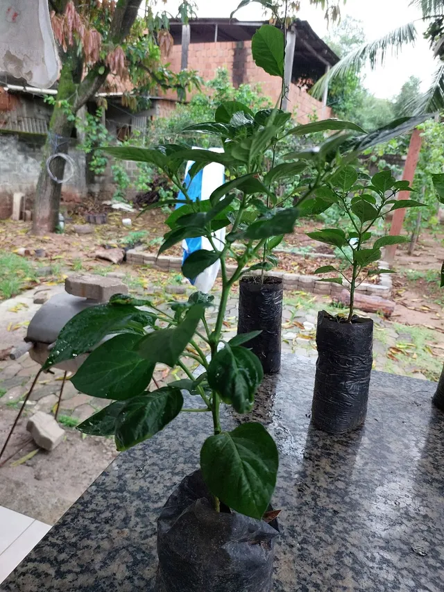 Vendo mudas pimenta biquinho vermelho já dando frutos maracujá 
