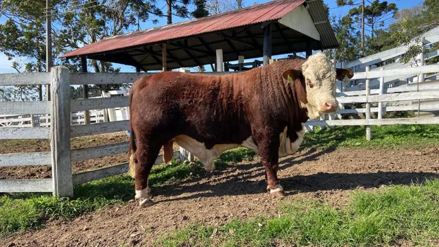 Touros Hereford e Braford (Venda e Aluguel de Touros).