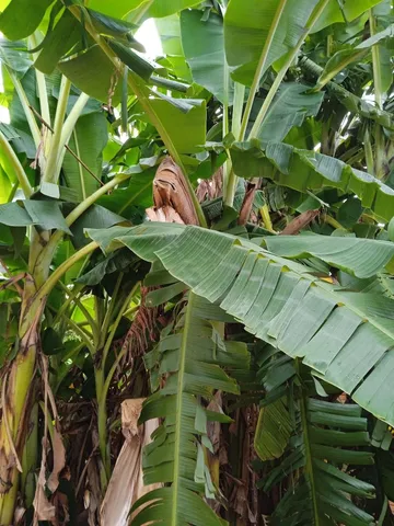 Muda de banana 