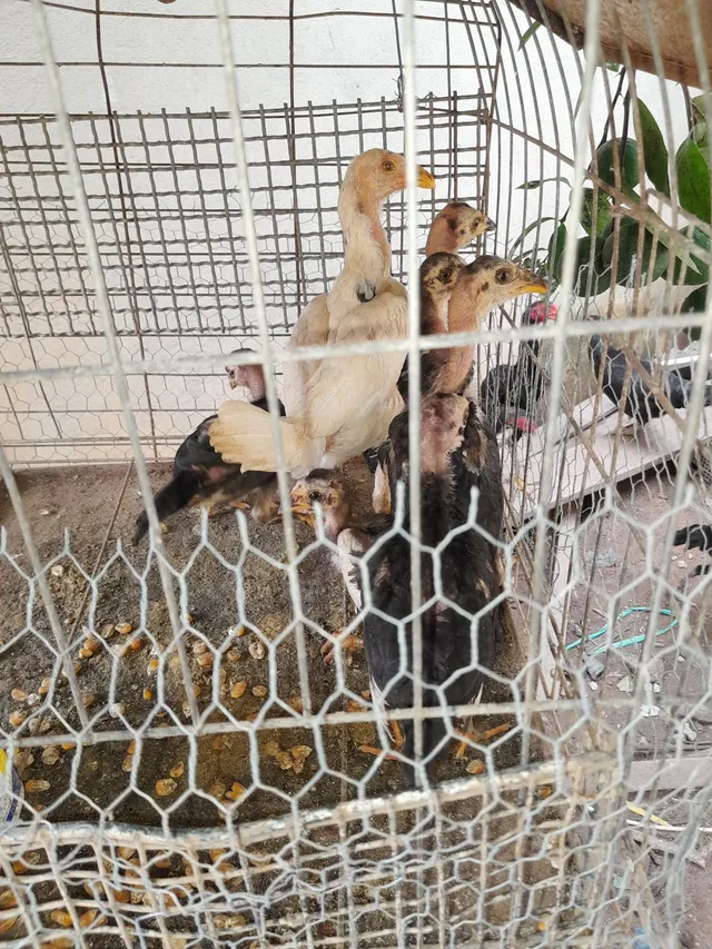 Pintinho índio 