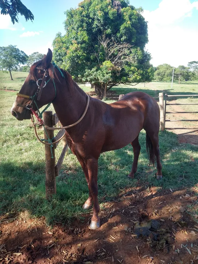 Vendo dois cavalos 