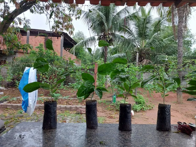 Vendo mudas de maracujá e mudas pimenta biquinho 