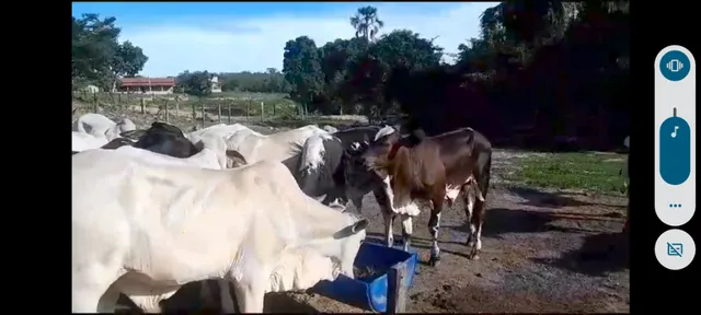 Bezerros e garrotes
