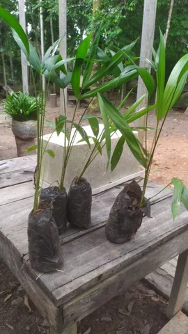 Mudas de Açai