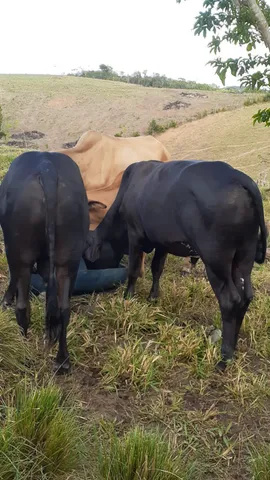 2 garrote 