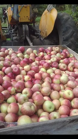Adubo Granulado de varredura NPk