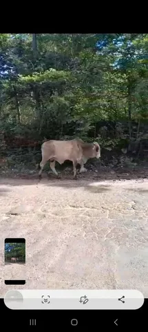 Bois 
