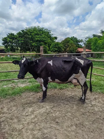 Vaca