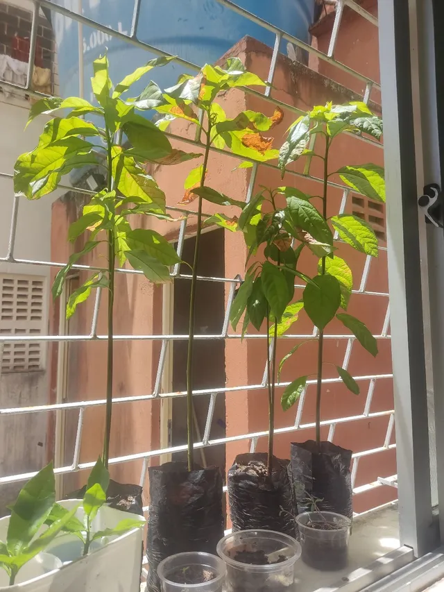 Plantas frutíferas 