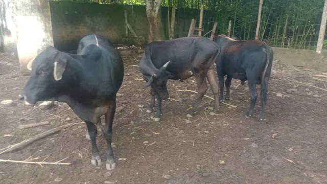 Vende-se gado ou troco em moto 