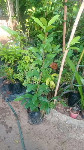 Aqui tem pés de sapoti 