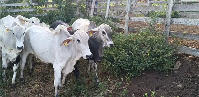 Bezerros e Garrotes Nelore