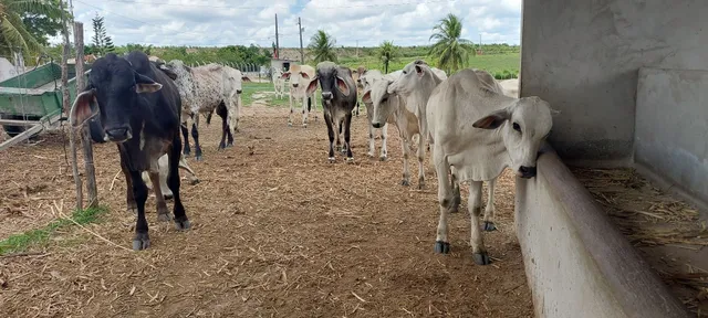 GARROTE NELORE E ANELORADOS 