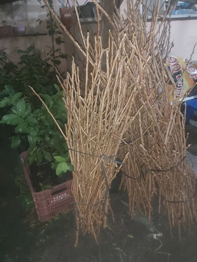 MANIVA DE MACACHEIRA,FRUTAS