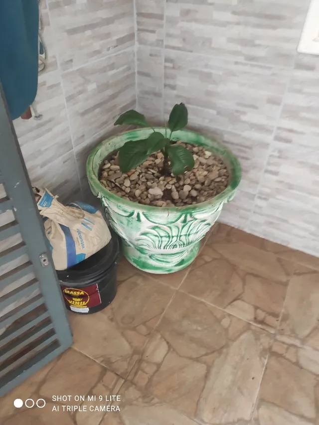 Dois vaso grande e um pequeno uma pata de elefante