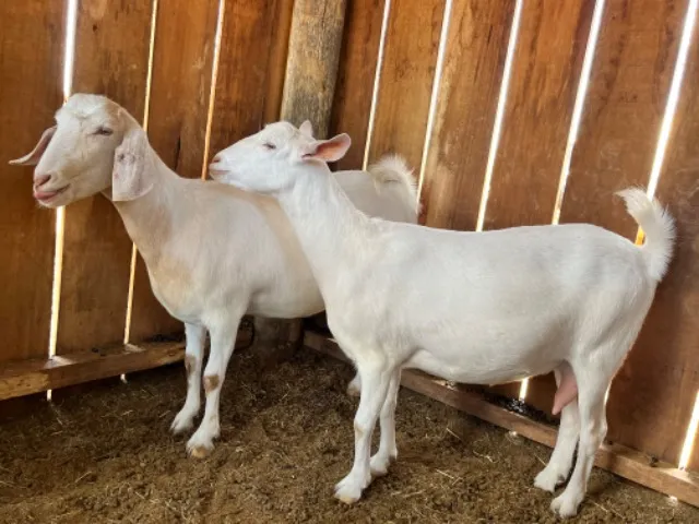 3 Cabras de leite + 1 bode reprodutor