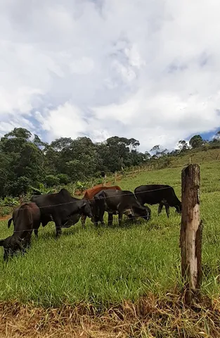 Vendo gado